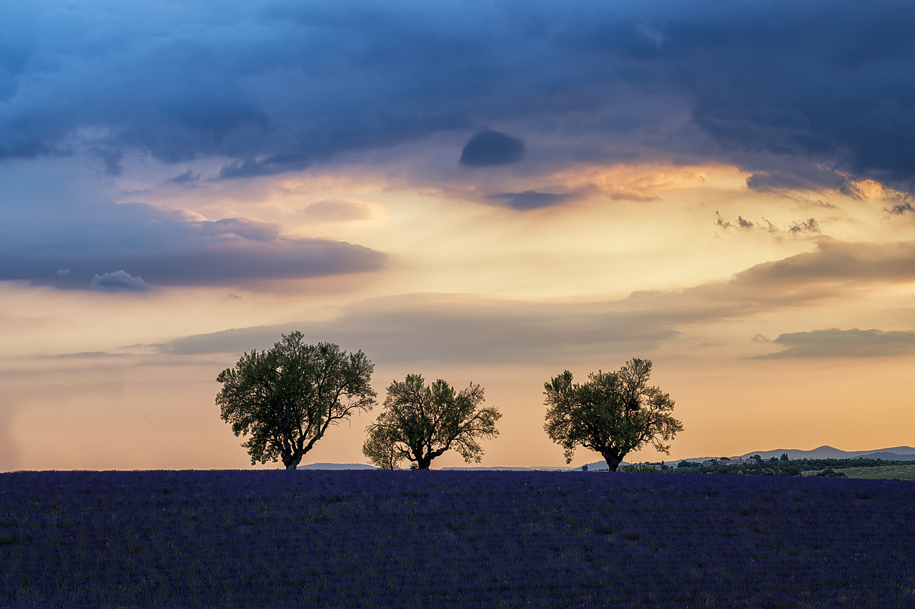 #180304-1 - Three Trees & Field of Lavender, Valensole Plateau, Provence, France