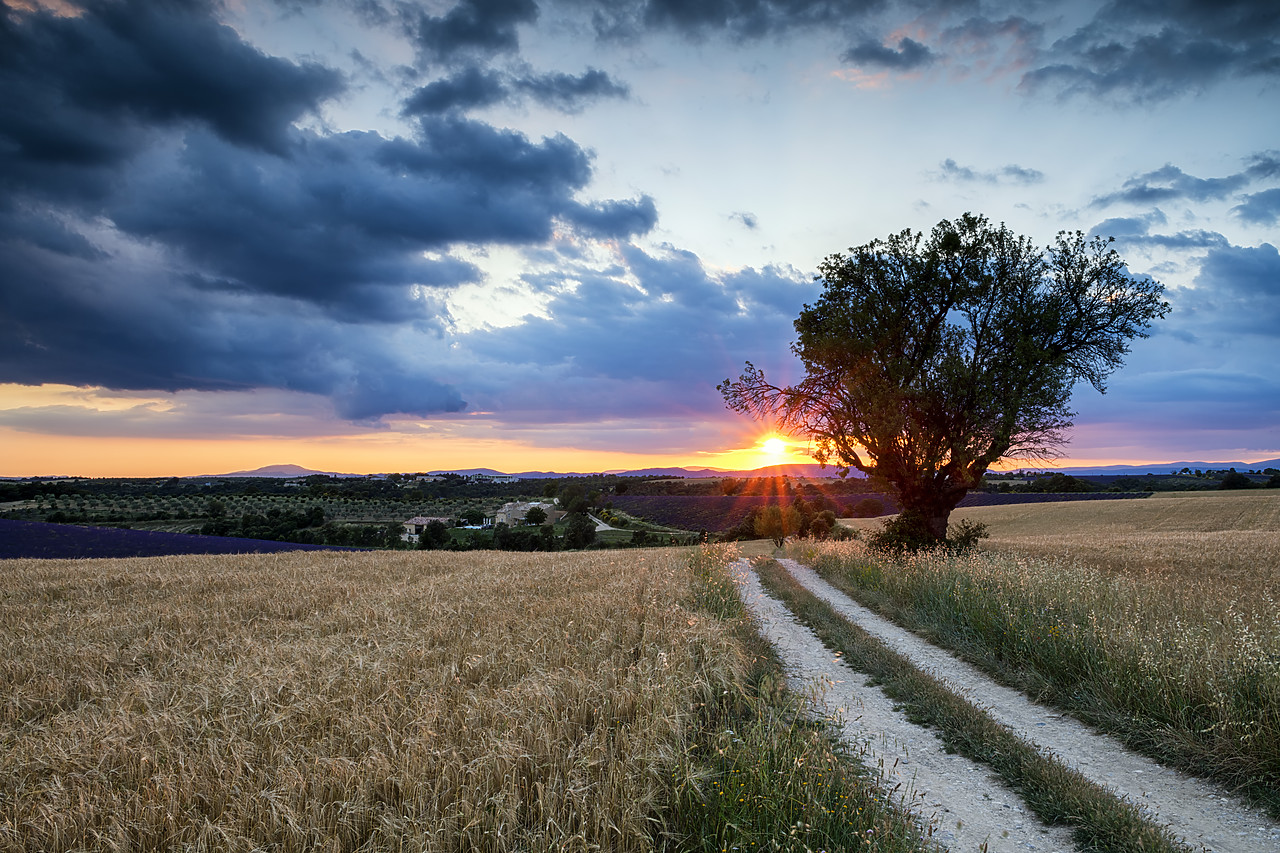 #180305-1 - Country Lane & Tree at Sunset, Valensole Plateau, Provence, France