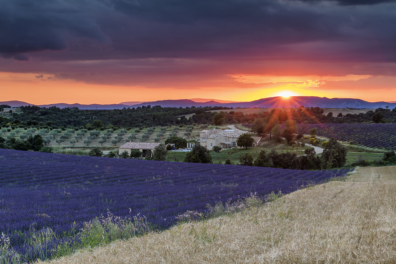 #180306-1 - Lavender Field at Sunset, Valensole Plateau, Provence, France