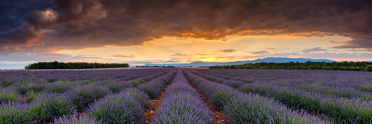 #180308-1 - Lavender Field at Sunrise, Valensole Plateau, Provence, France