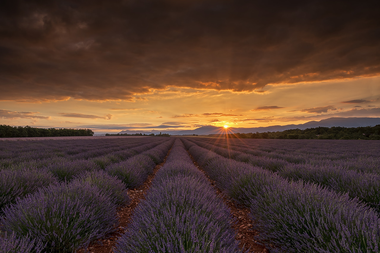 #180309-1 - Lavender Field at Sunrise, Valensole Plateau, Provence, France