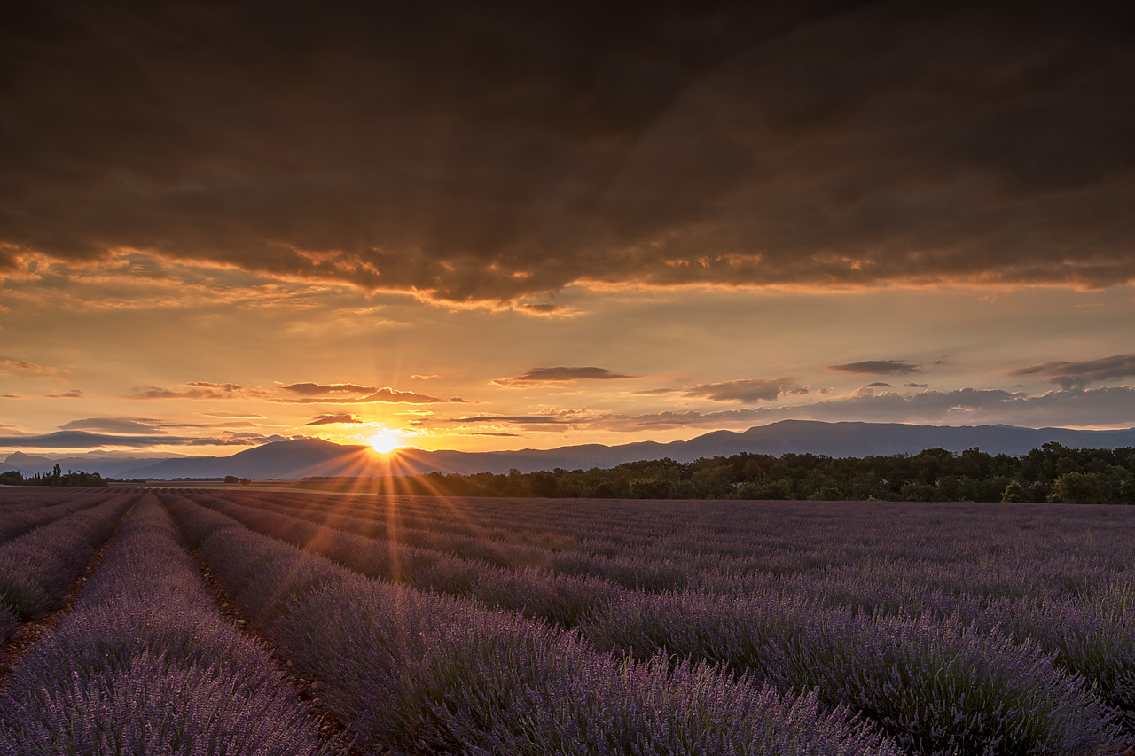 #180310-1 - Lavender Field at Sunrise, Valensole Plateau, Provence, France
