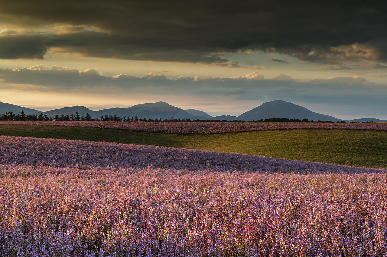 #180311-1 - Field of Clary Sage, Valensole Plateau, Provence, France