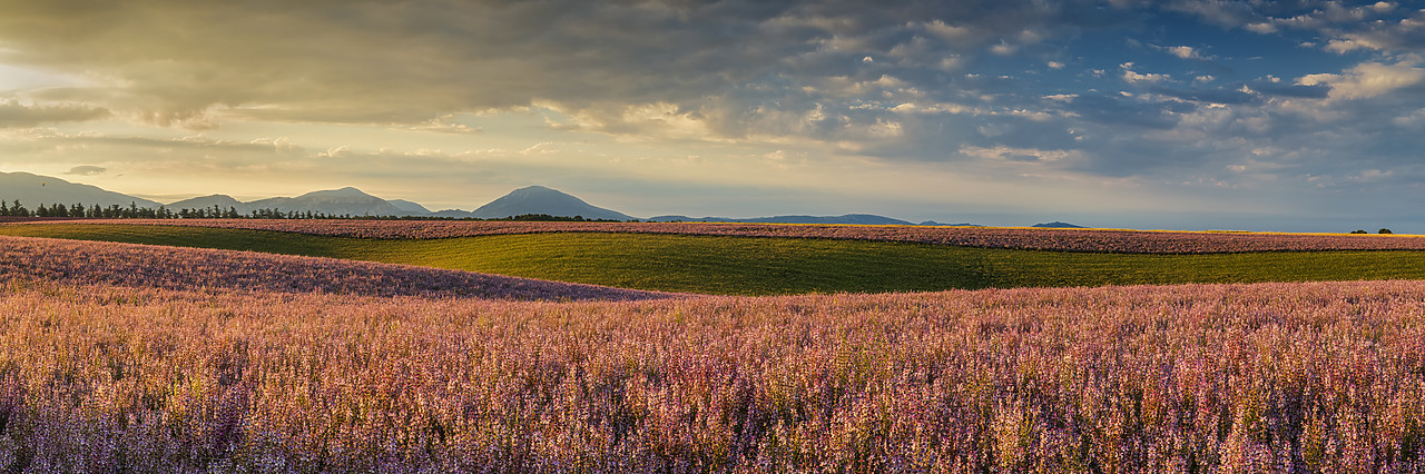 #180312-1 - Field of Clary Sage, Valensole Plateau, Provence, France