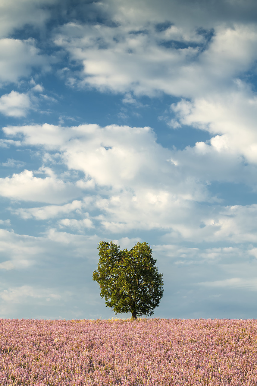 #180313-1 - Lone Tree in Field of Clary Sage, Valensole Plateau, Provence, France