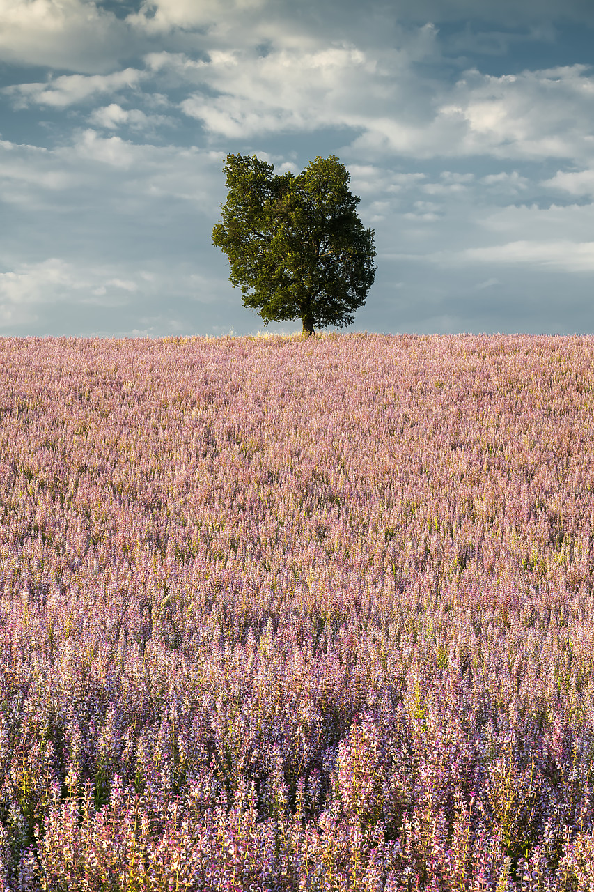 #180314-1 - Lone Tree in Field of Clary Sage, Valensole Plateau, Provence, France