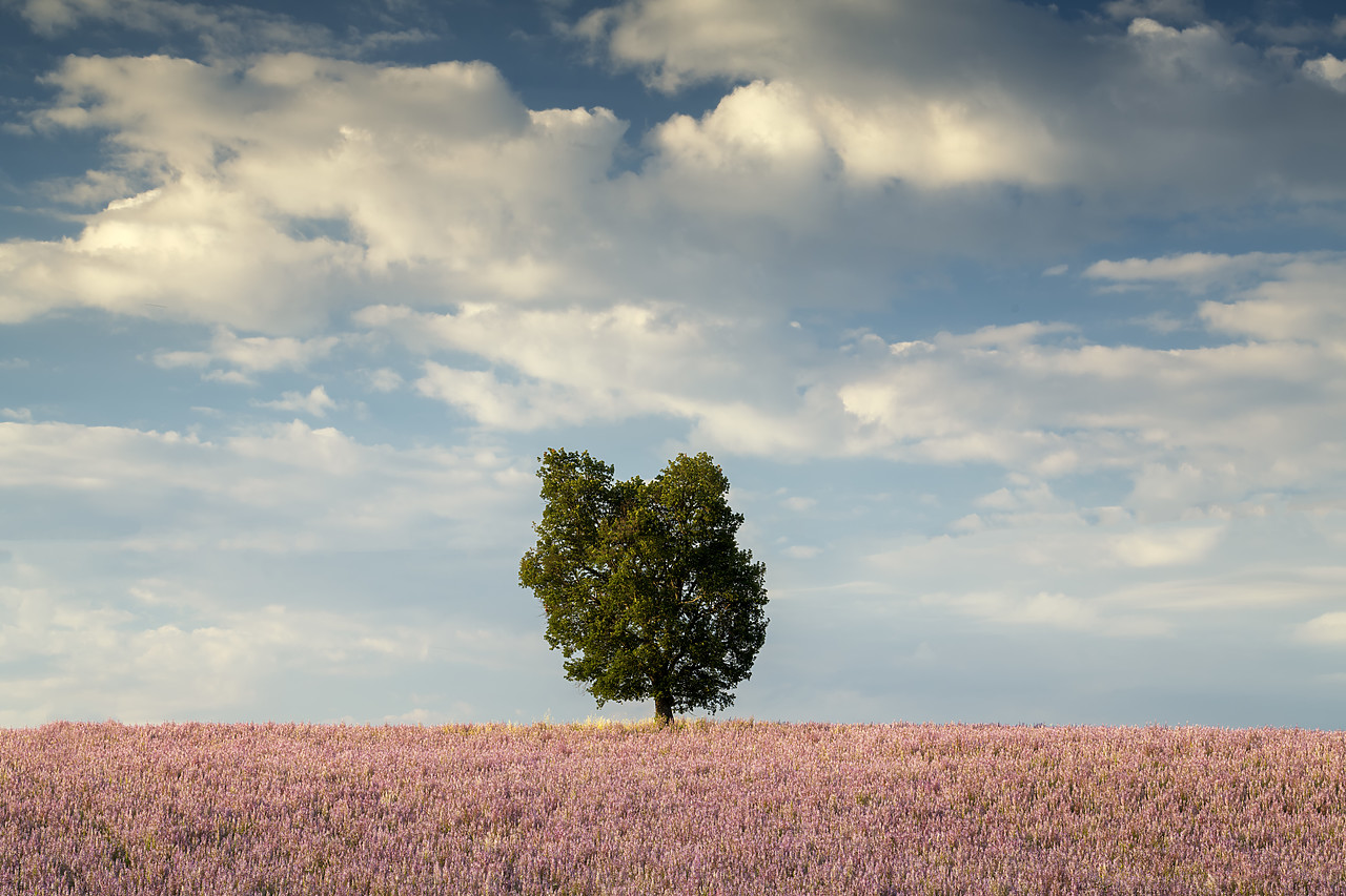 #180315-1 - Lone Tree in Field of Clary Sage, Valensole Plateau, Provence, France