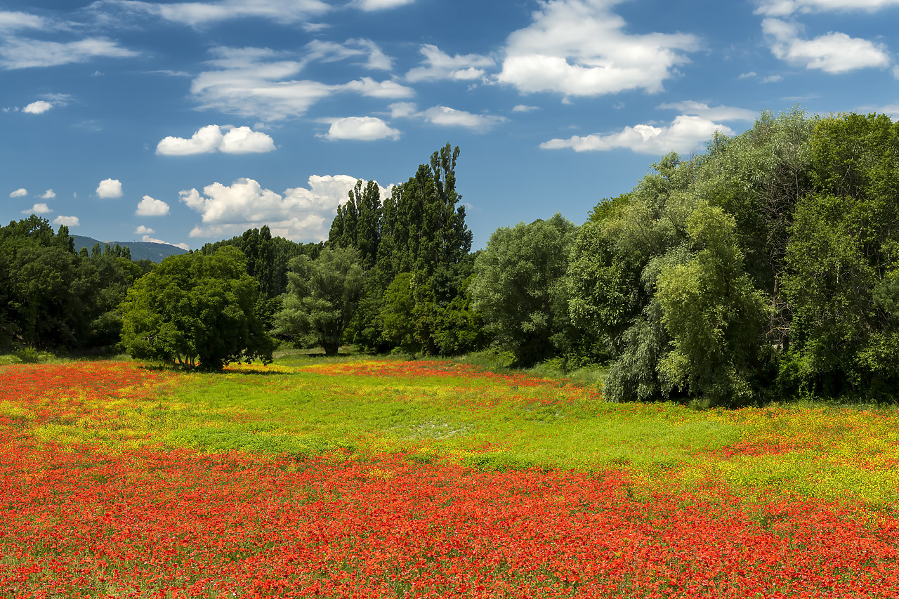 #180316-1 - Field of Wild Poppies, near Apt, Provence, France