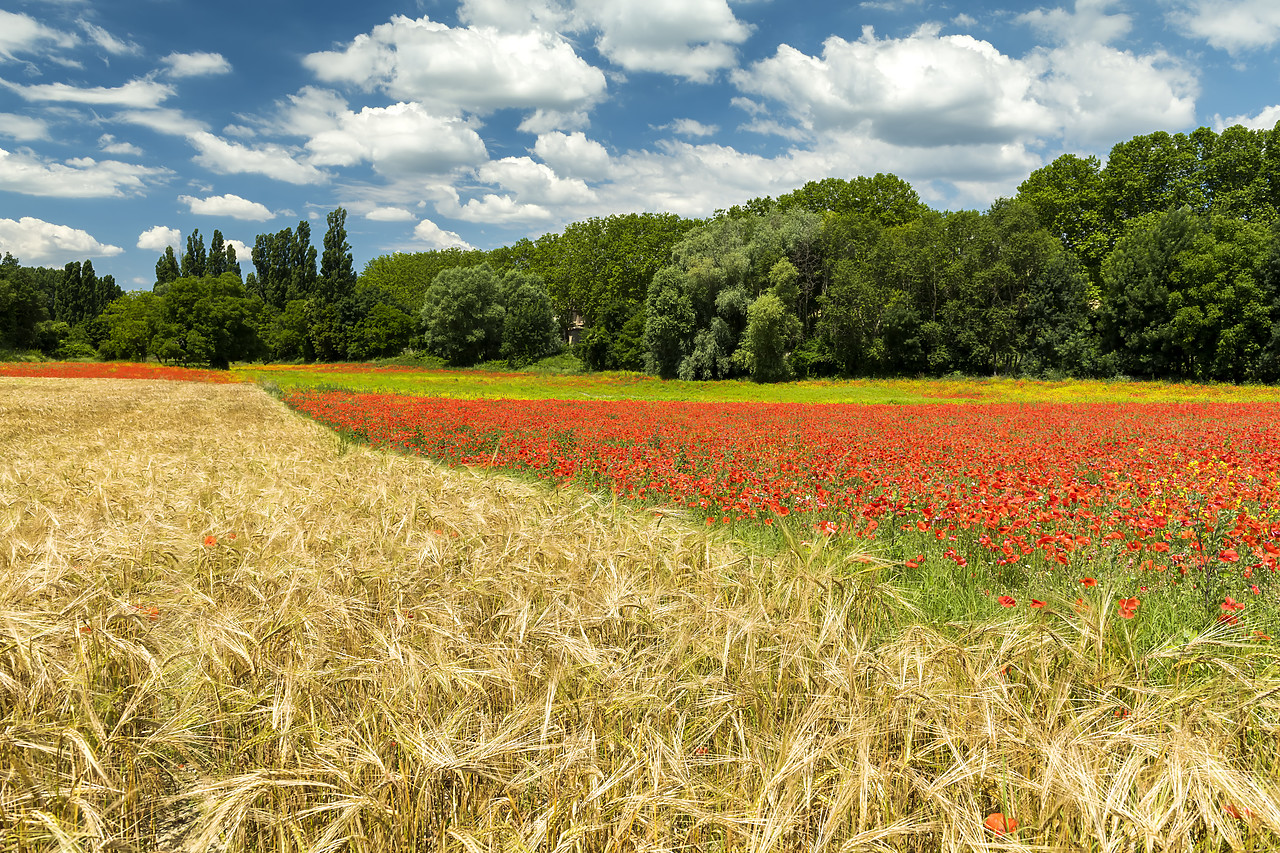 #180317-1 - Field of Wild Poppies & Wheat, near Apt, Provence, France