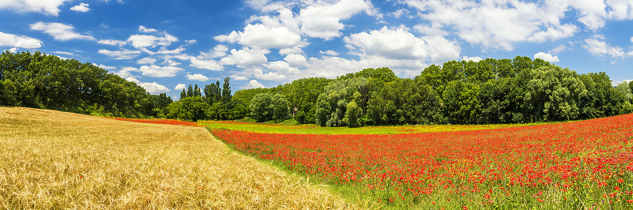 #180318-1 - Field of Wild Poppies & Wheat, near Apt, Provence, France