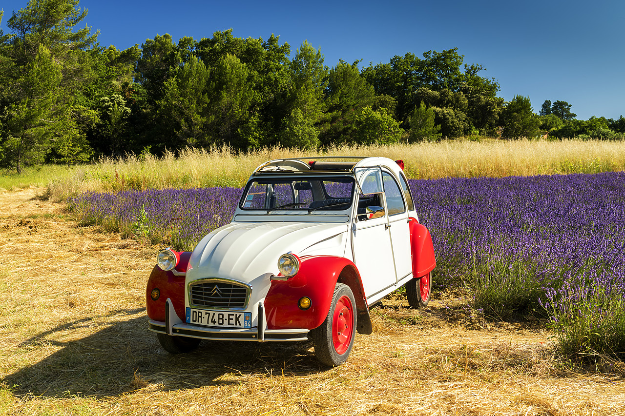 #180319-1 - Classic Citroen 2CV by Field of Lavender, Provence, France