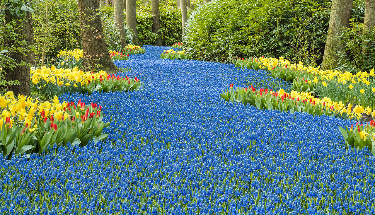 #180341-1 - Keukenhof Gardens, Lisse, Holland, Netherlands