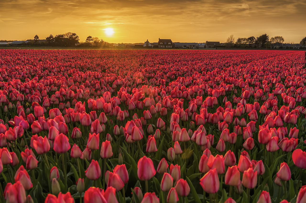 #180344-1 - Tulip Field at Sunset, near Lisse, Holland, Netherlands
