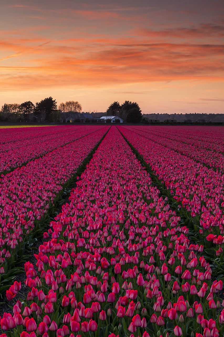 #180345-1 - Tulip Field at Sunset, near Lisse, Holland, Netherlands