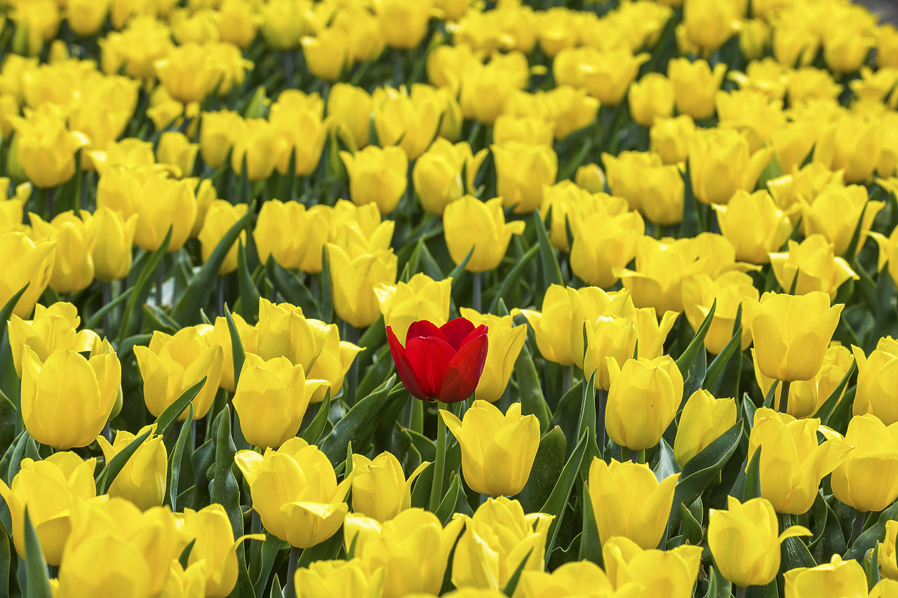 #180362-1 - Single Red Tulip in Field of Yellow Tulips, Abbenes,  Holland, Netherlands