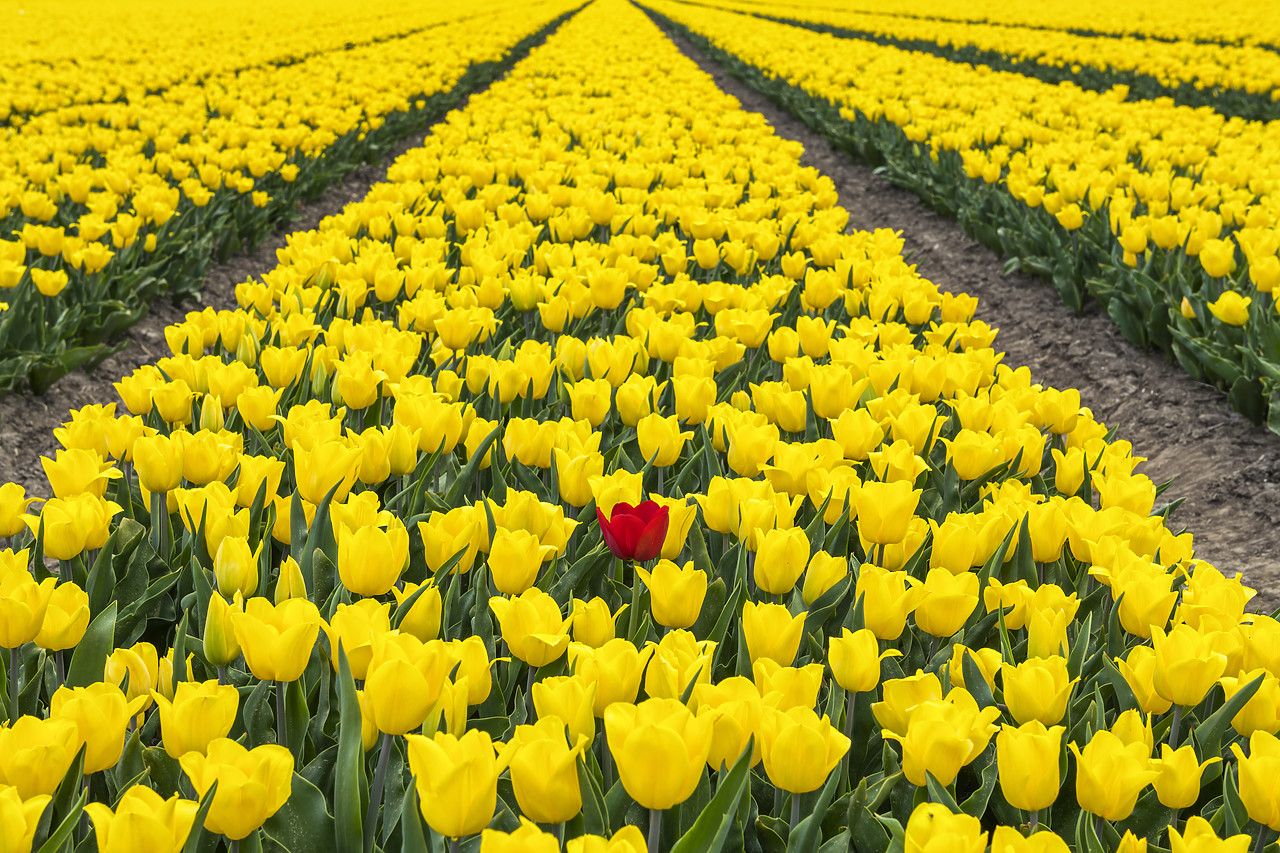 #180363-1 - Single Red Tulip in Field of Yellow Tulips, Abbenes,  Holland, Netherlands