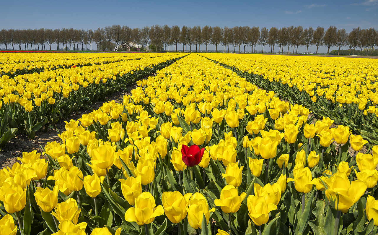 #180364-1 - Single Red Tulip in Field of Yellow Tulips, Abbenes,  Holland, Netherlands
