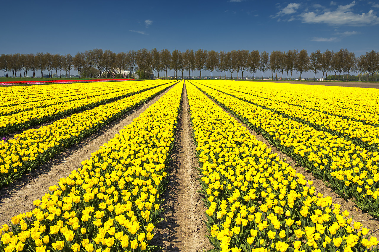 #180365-1 - Field of Yellow Tulips, Abbenes,  Holland, Netherlands