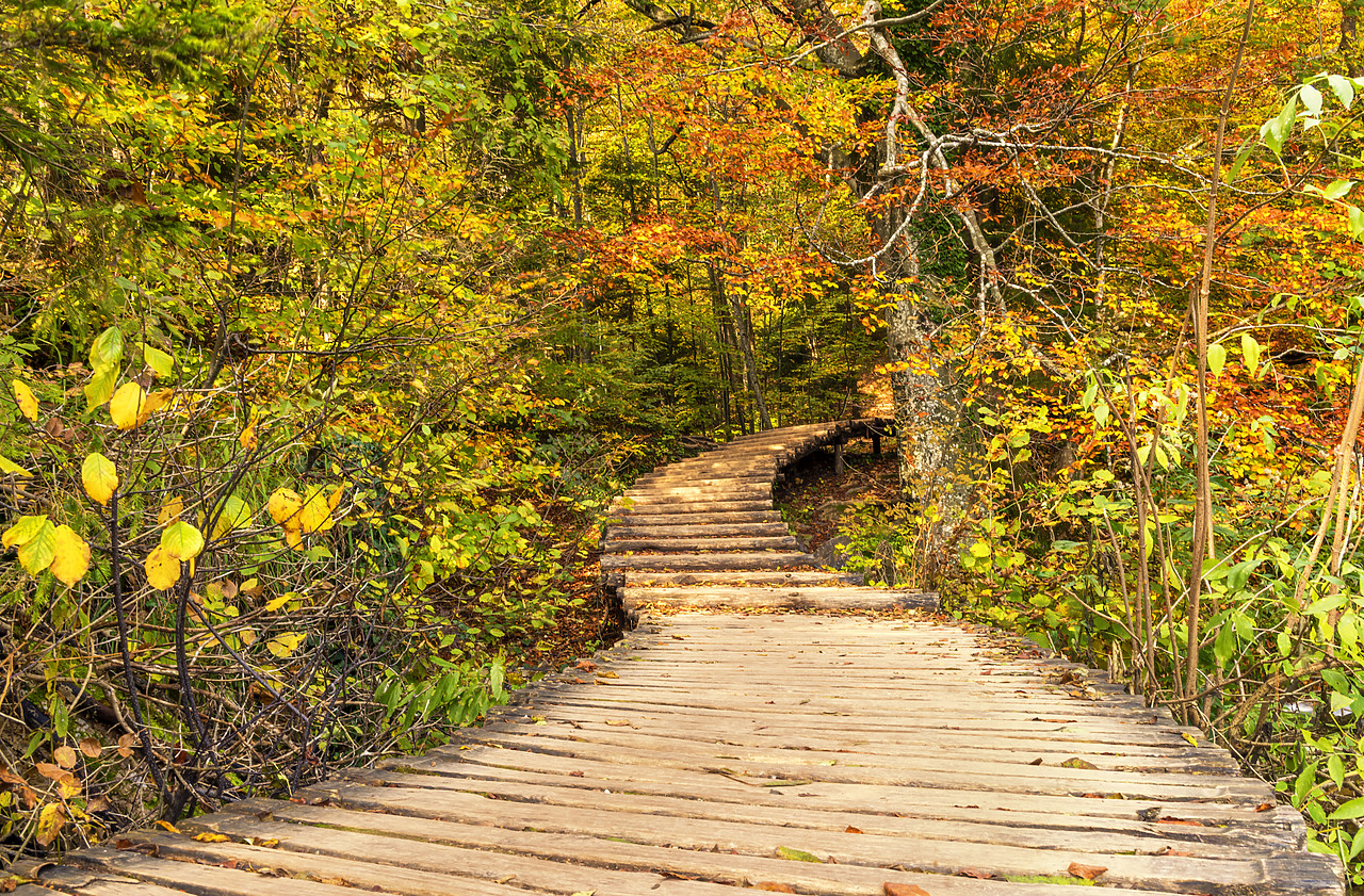 #180436-1 - Wooden Boardwalk Through Autumn Wood, Plitvice National Park, Croatia