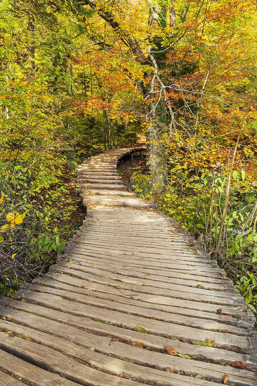 #180436-2 - Wooden Boardwalk Through Autumn Wood, Plitvice National Park, Croatia