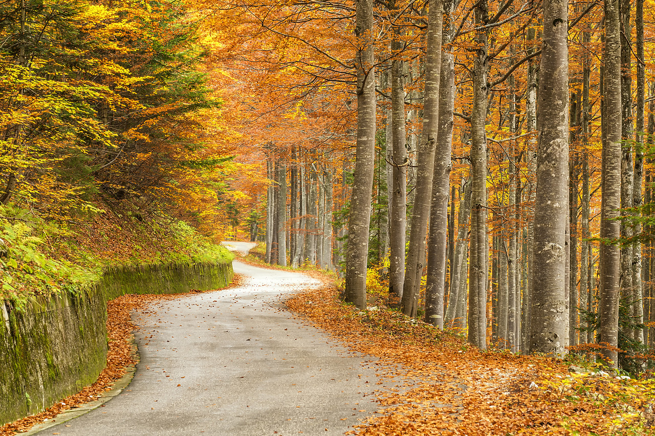 #180442-1 - Windy Road Through Forest in Autumn, Triglav National Park, Slovenia