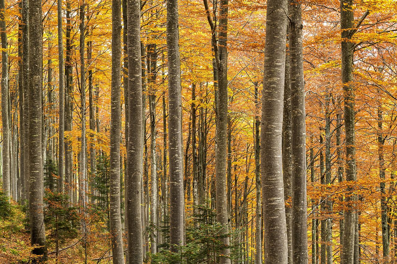 #180443-1 - Forest in Autumn, Triglav National Park, Slovenia