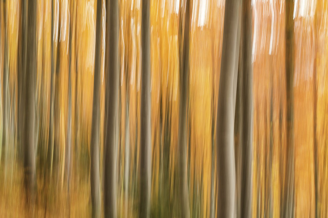 #180444-1 - Abstract Forest in Autumn, Triglav National Park, Slovenia