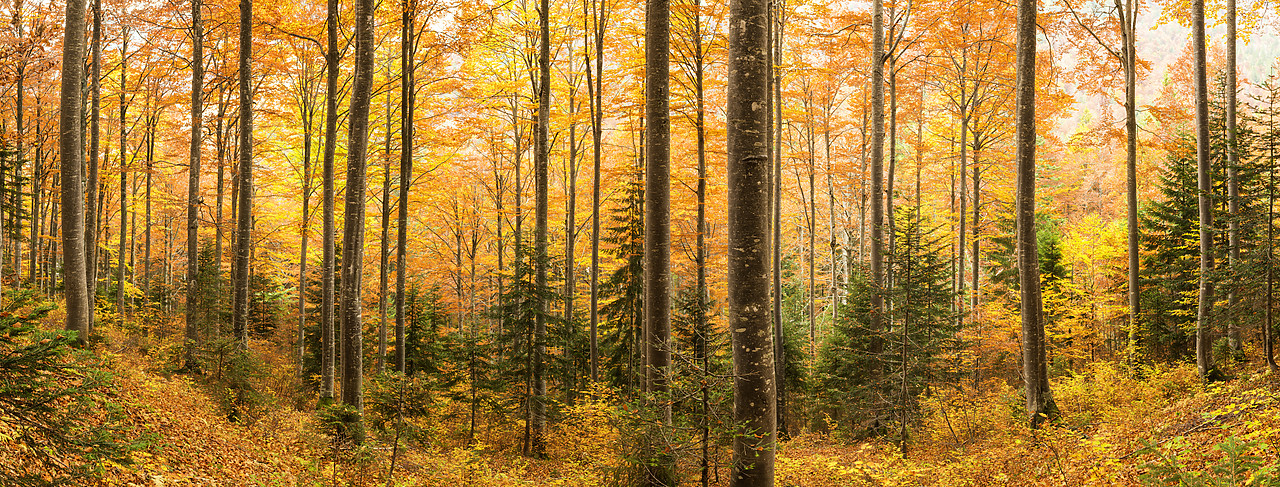 #180445-1 - Forest in Autumn, Triglav National Park, Slovenia
