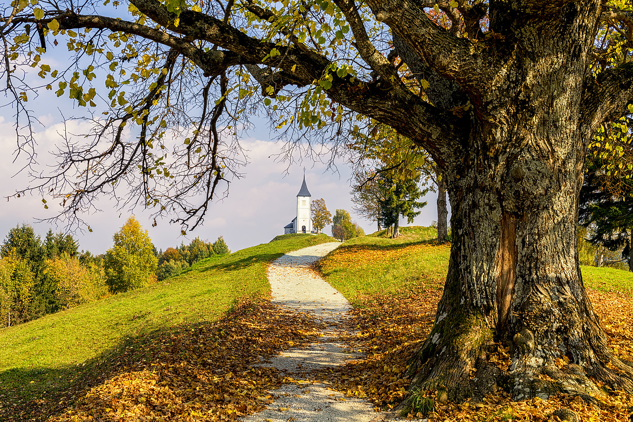 #180464-1 - Path Leading to Jamnik Church in Autumn, Slovenia