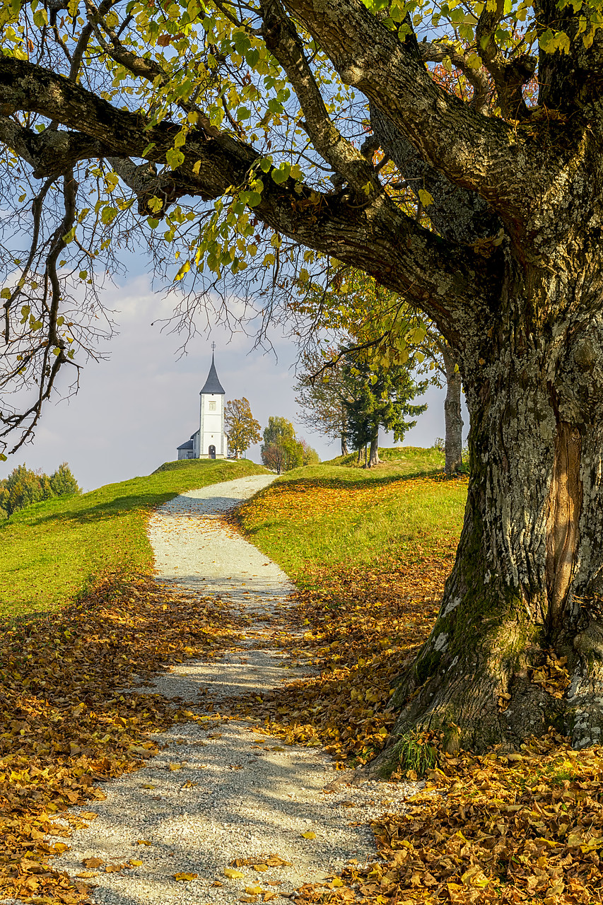 #180464-2 - Path Leading to Jamnik Church in Autumn, Slovenia
