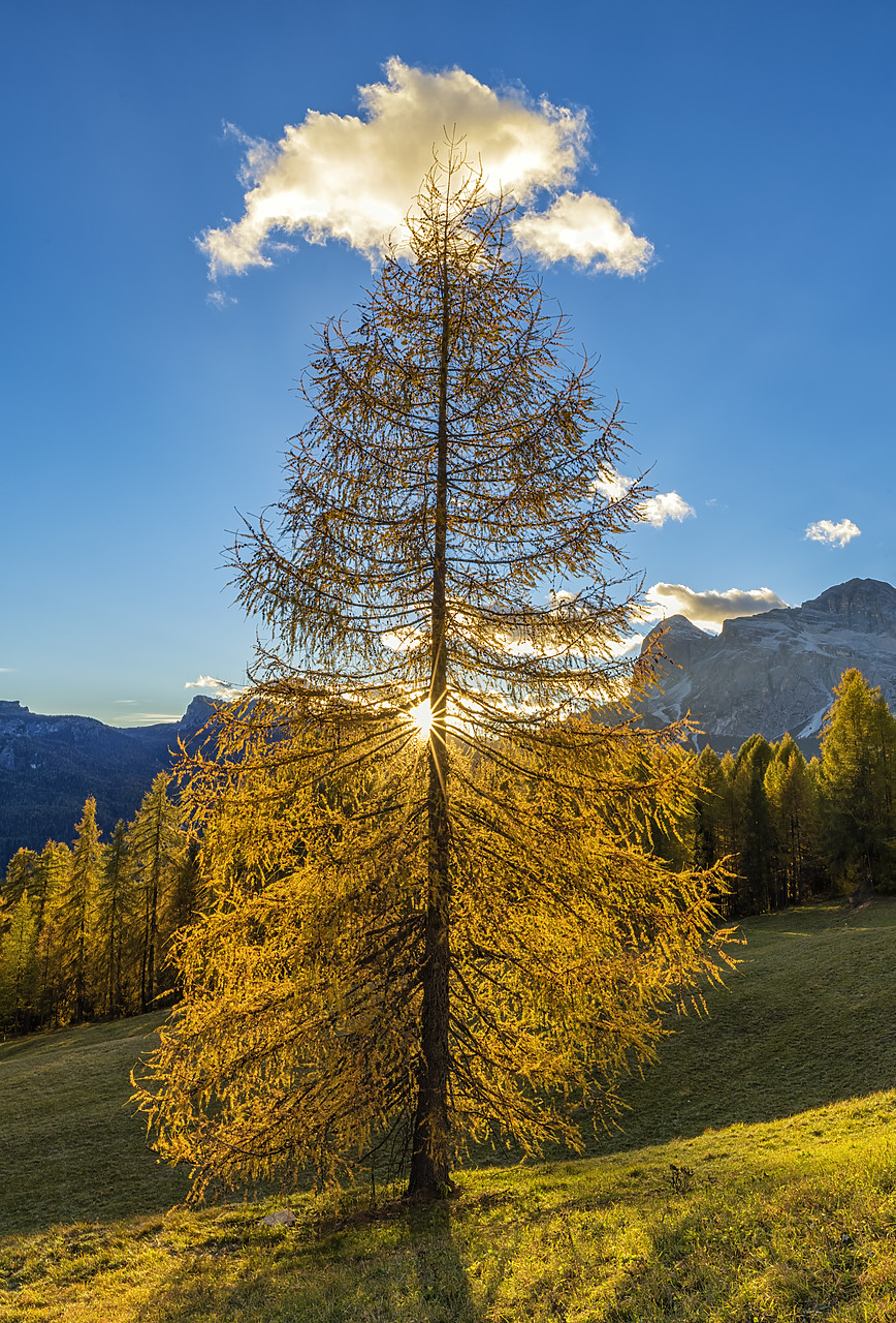 #180485-1 - Sun Shining Through Autumn Larch Tree, Dolomites, Italy