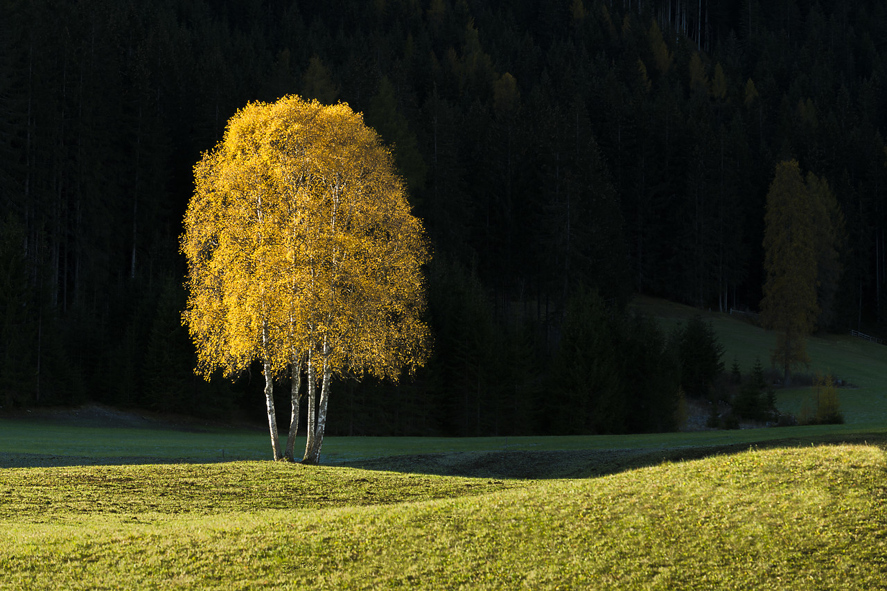 #180492-1 - Autumn Birch Tree, Dolomites, Italy