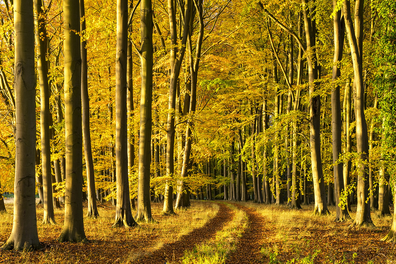 #180503-1 - Beech Wood in Autumn, Thetford Forest, Norfolk, England