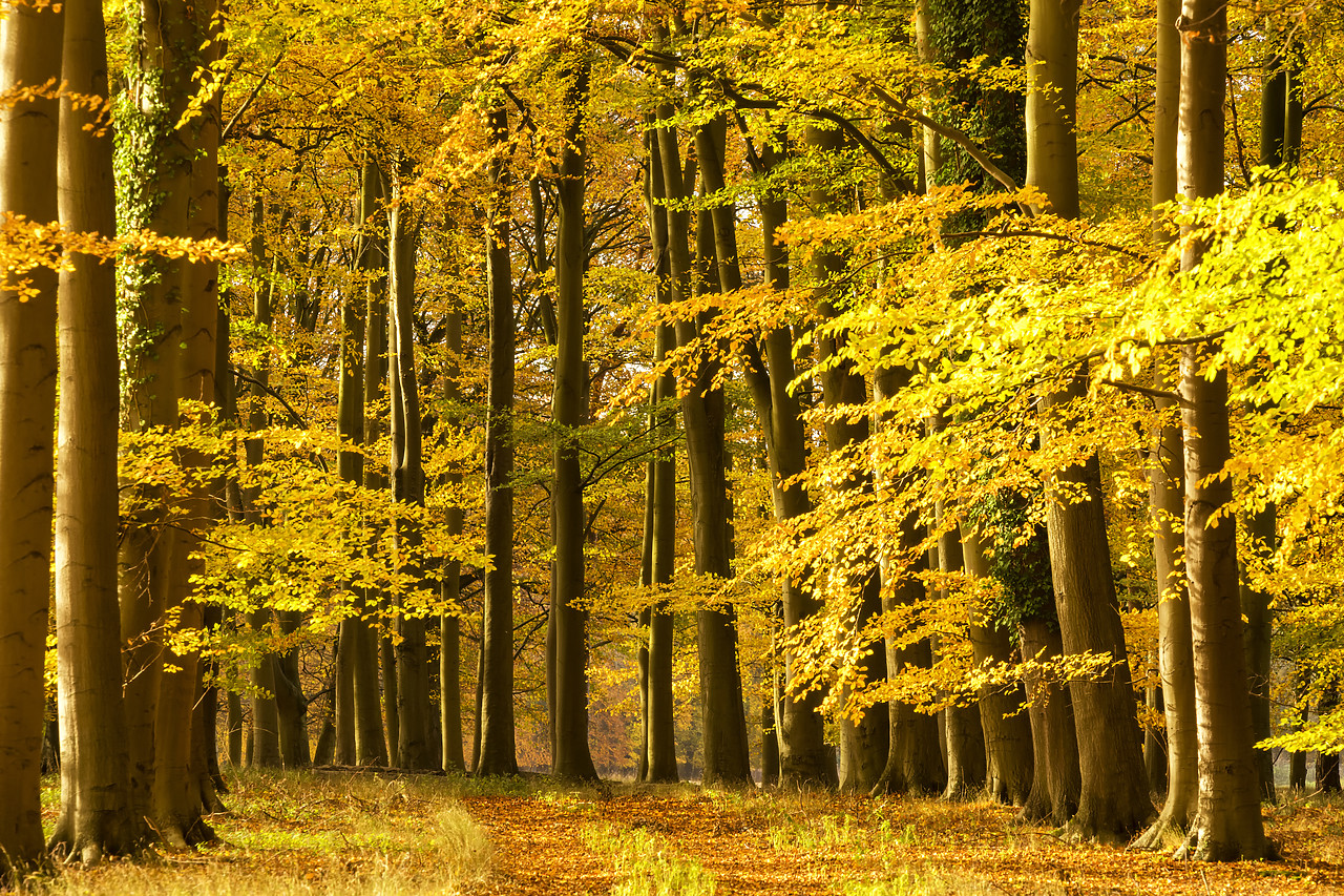 #180510-1 - Beech Wood in Autumn, Thetford Forest, Norfolk, England
