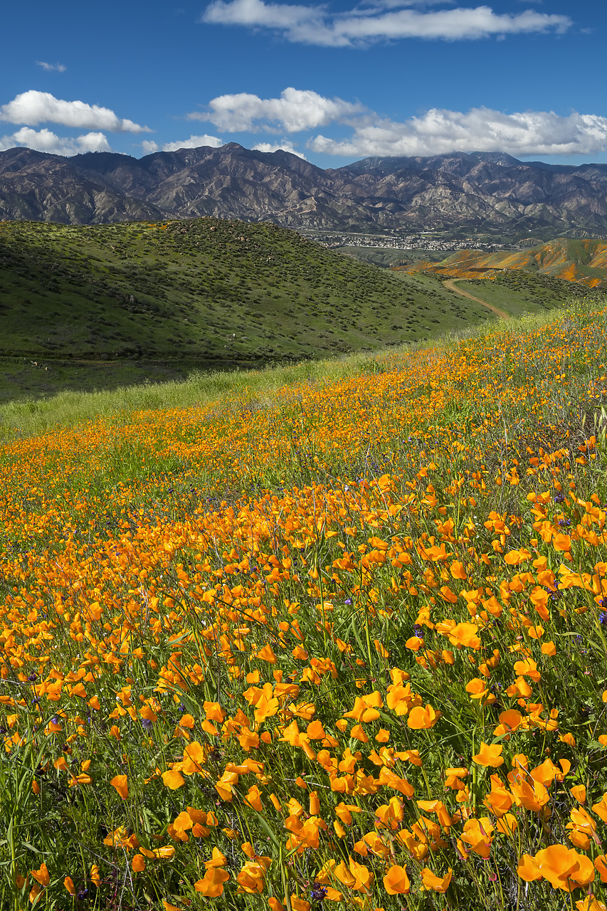 #190047-1 - Super Bloom of California Poppies, near Lake Elsinore, California, USA