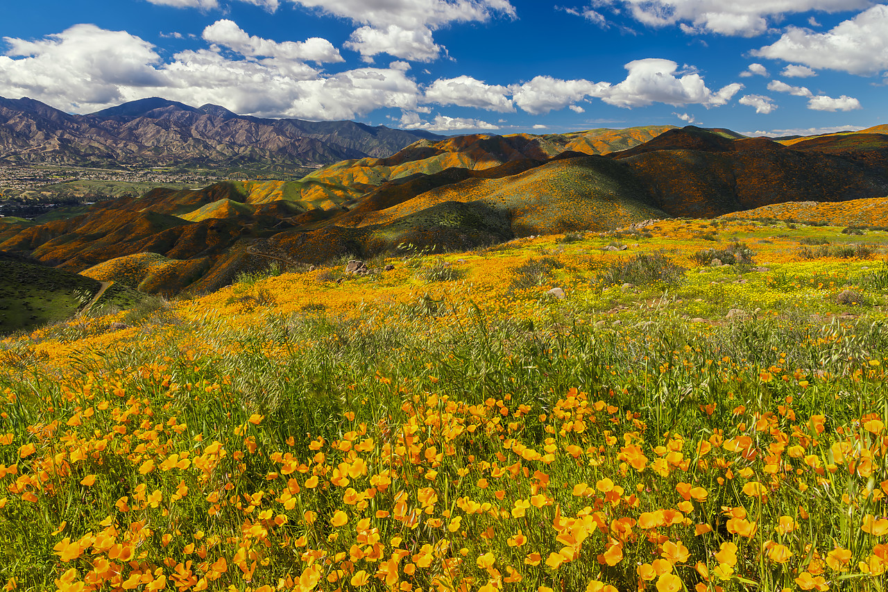 #190048-1 - Super Bloom of California Poppies, near Lake Elsinore, California, USA