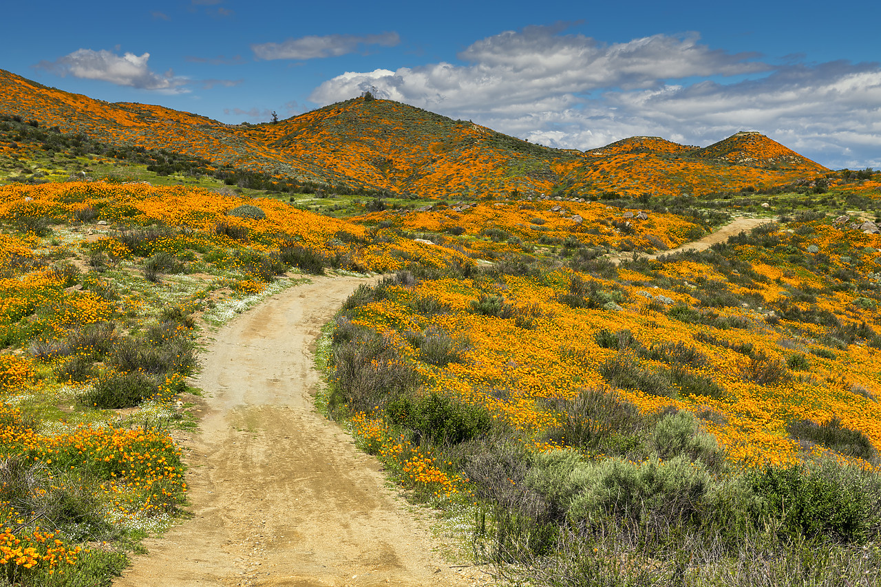 #190051-1 - Path Through Super Bloom of California Poppies, near Lake Elsinore, California, USA