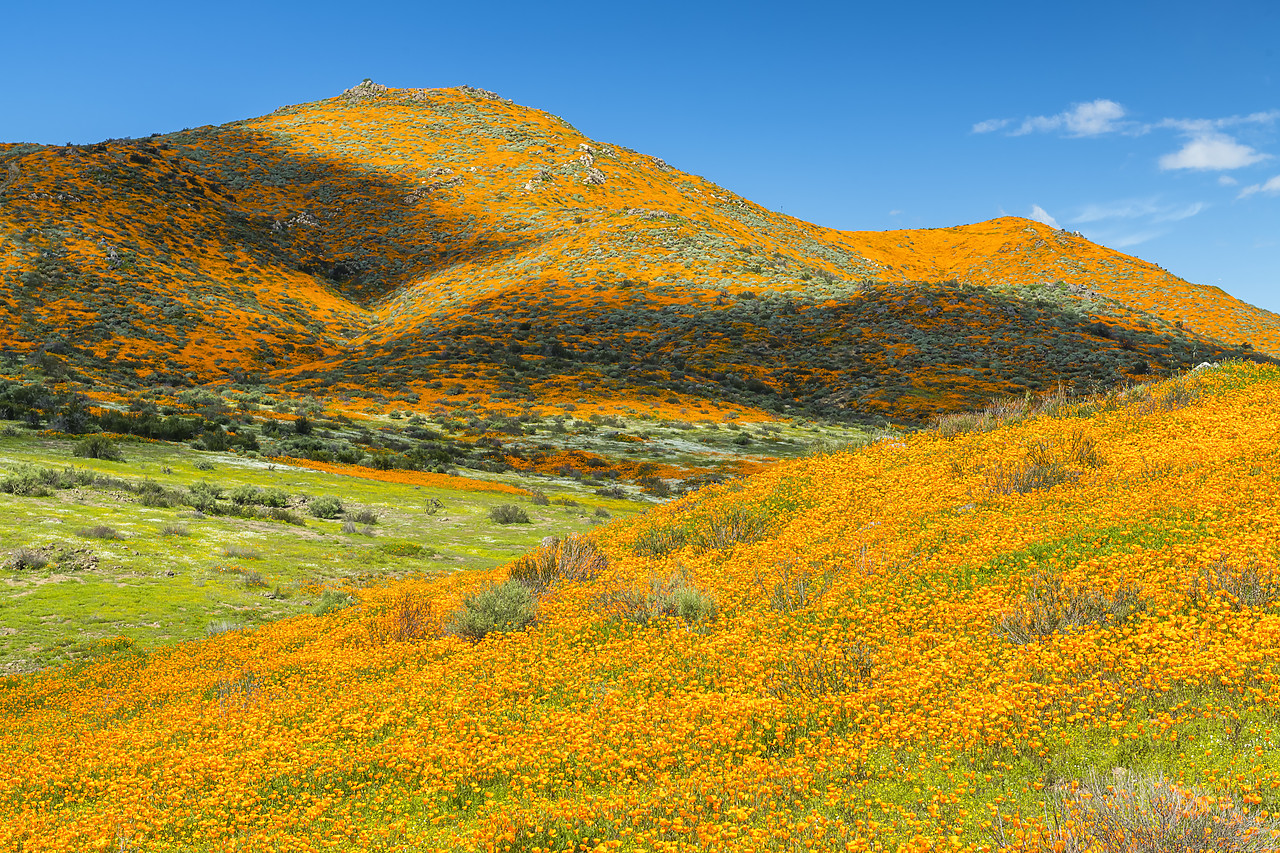 #190052-1 - Super Bloom of California Poppies, near Lake Elsinore, California, USA