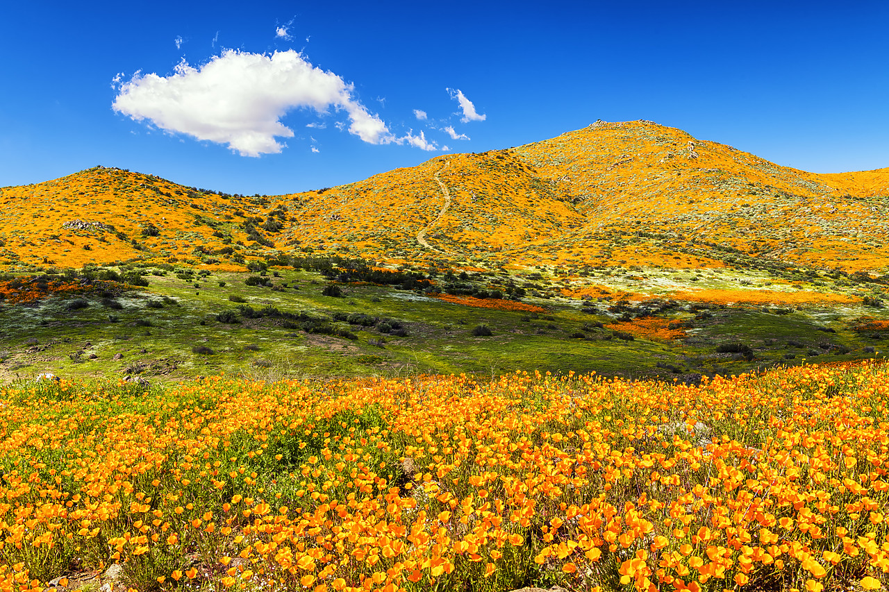 #190054-1 - Super Bloom of California Poppies, near Lake Elsinore, California, USA
