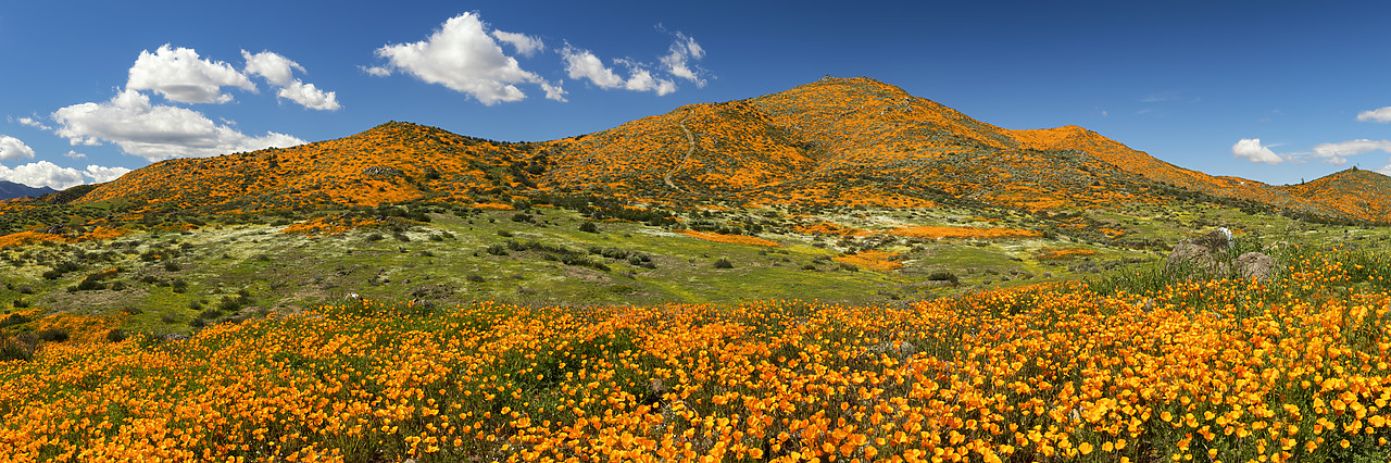 #190055-1 - Super Bloom of California Poppies, near Lake Elsinore, California, USA