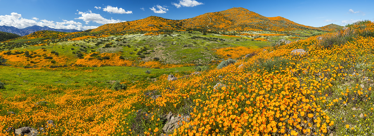 #190056-1 - Super Bloom of California Poppies, near Lake Elsinore, California, USA