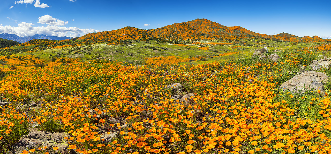 #190057-1 - Super Bloom of California Poppies, near Lake Elsinore, California, USA