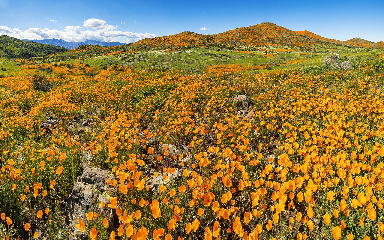 #190057-2 - Super Bloom of California Poppies, near Lake Elsinore, California, USA