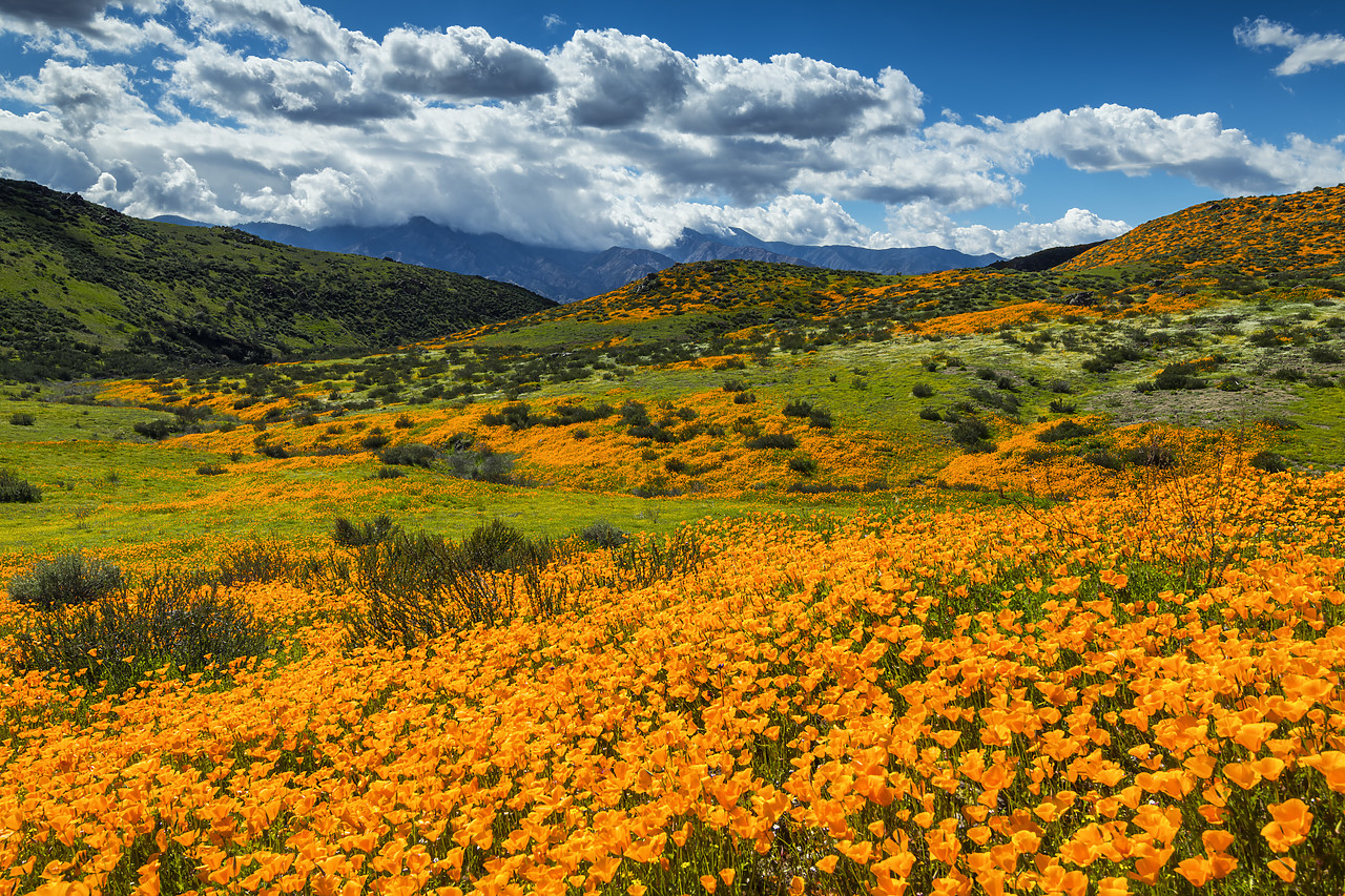 #190058-1 - Super Bloom of California Poppies, near Lake Elsinore, California, USA
