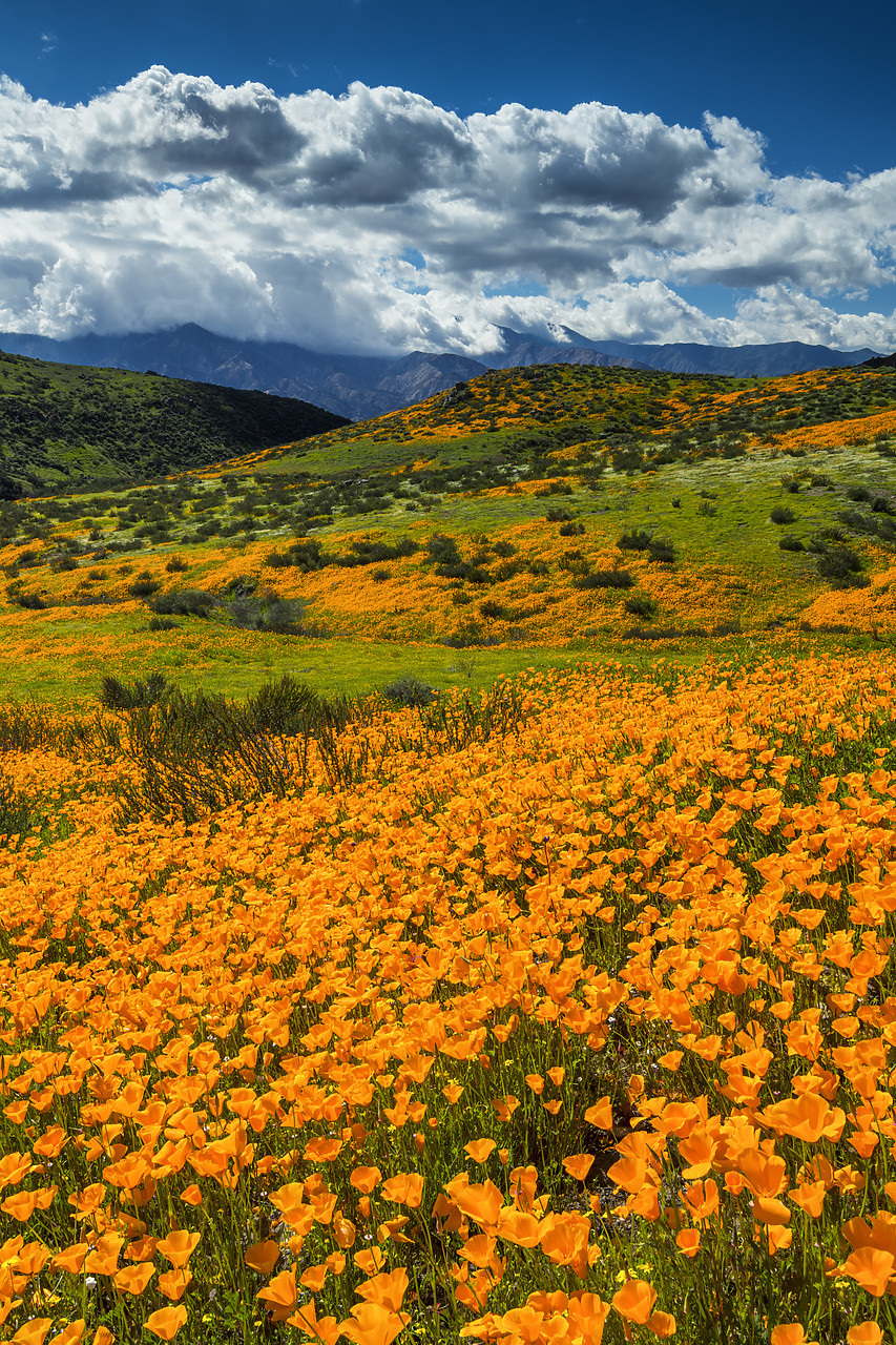 #190058-2 - Super Bloom of California Poppies, near Lake Elsinore, California, USA