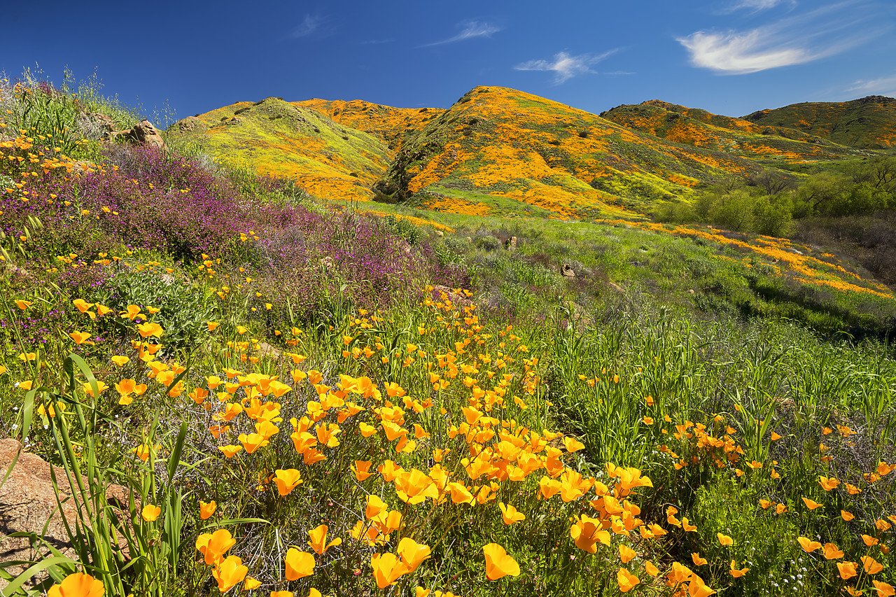 #190064-1 - Super Bloom of California Poppies, near Lake Elsinore, California, USA