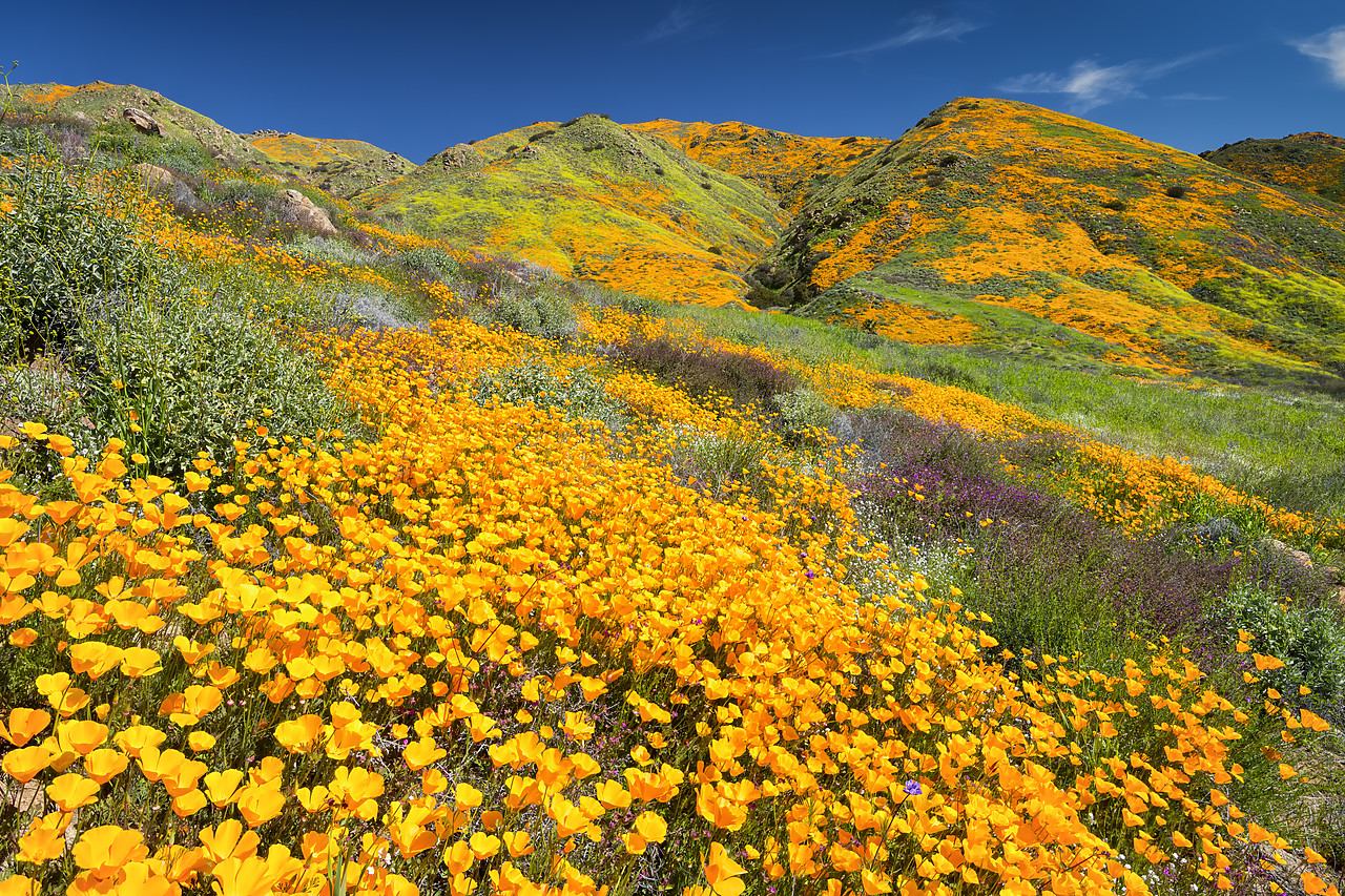 #190065-1 - Super Bloom of California Poppies, near Lake Elsinore, California, USA