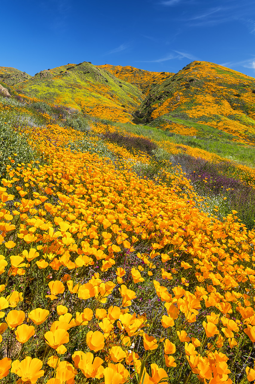 #190065-2 - Super Bloom of California Poppies, near Lake Elsinore, California, USA