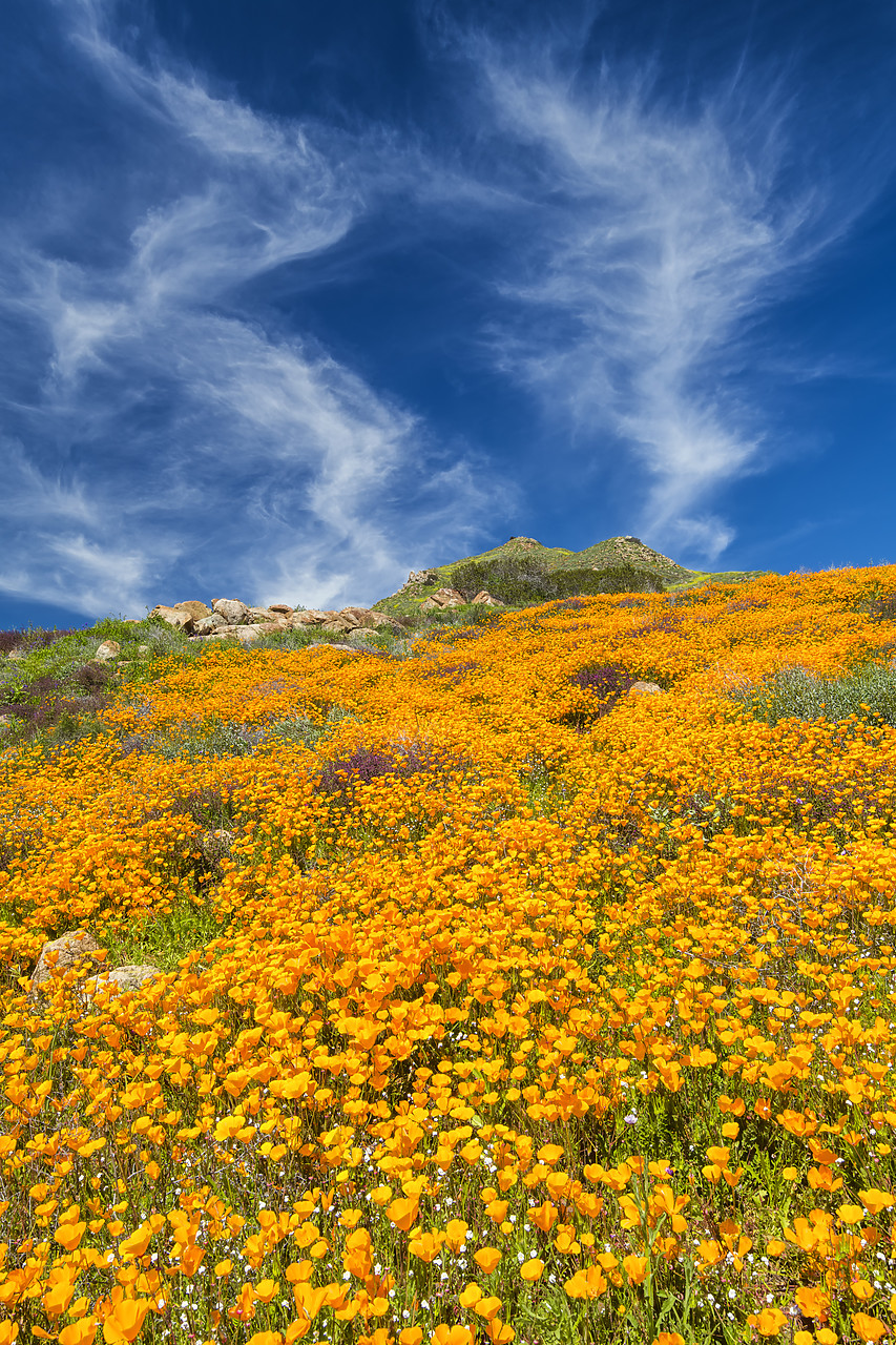 #190070-2 - Super Bloom of California Poppies, near Lake Elsinore, California, USA