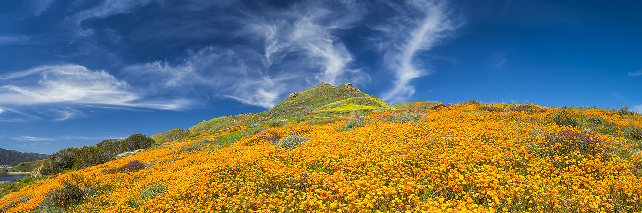 #190070-3 - Super Bloom of California Poppies, near Lake Elsinore, California, USA